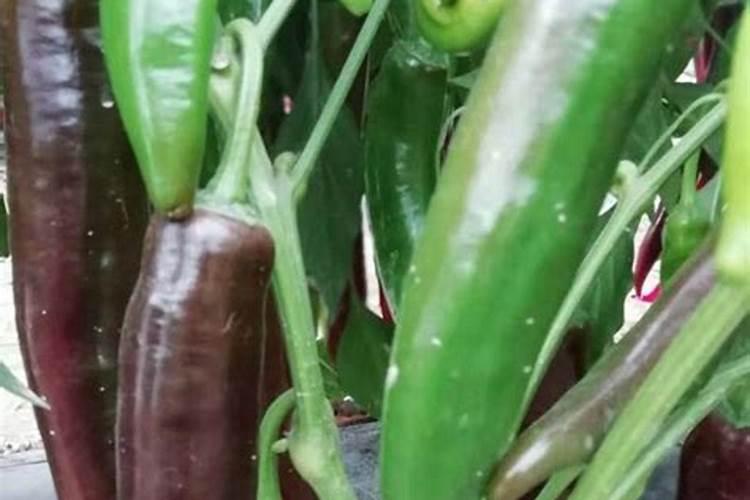 辣椒结果期用什么水溶肥效果好？辣椒膨大期专用叶面肥？