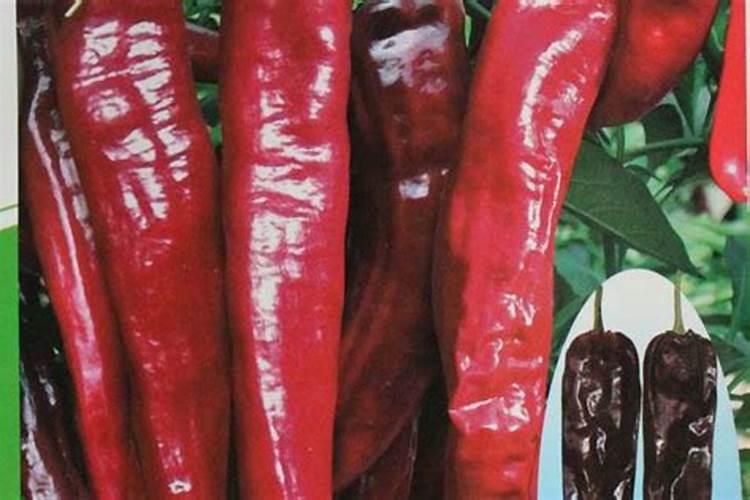 辣椒结果期用什么叶面肥效果好？辣椒挂果期喷什么叶面肥结果多？