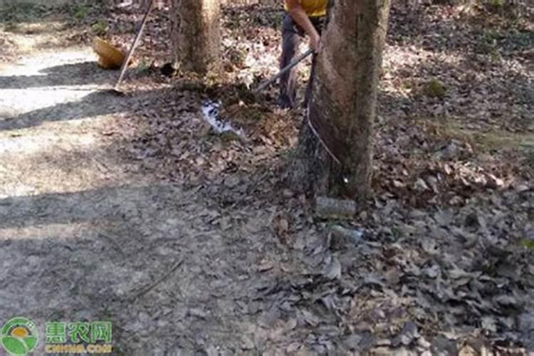 给大树施肥的正确方法