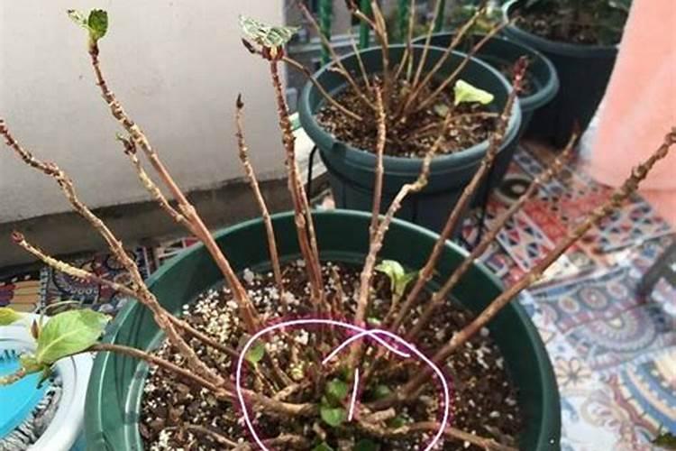 绣球花怎么种植长芽长叶