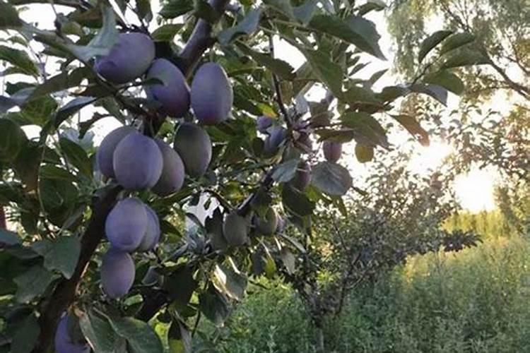 柿子树结柿子后用什么肥料膨果？