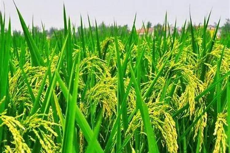 氯化胆碱一季最多用几次