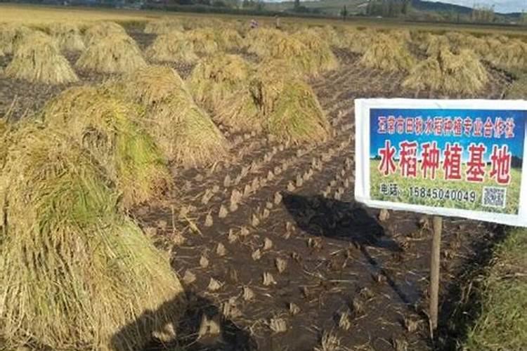 水稻一生需要多少肥