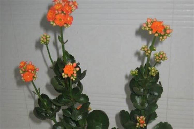 长寿花施什么肥较好