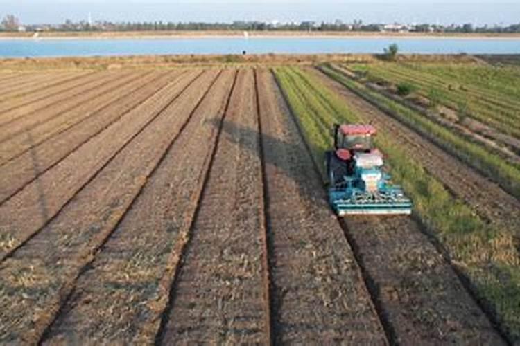 高粱什么时候适合追肥？