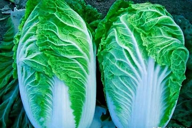 大白菜追肥用什么肥料好