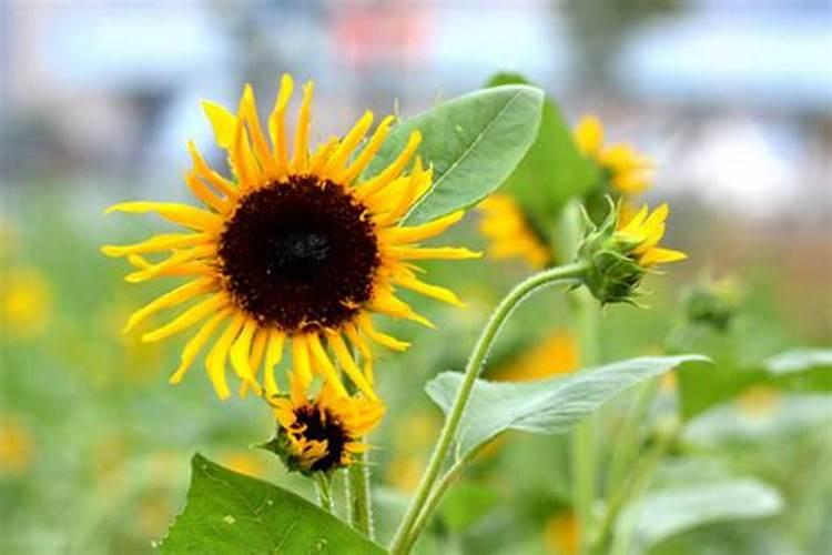 葵花用什么肥料