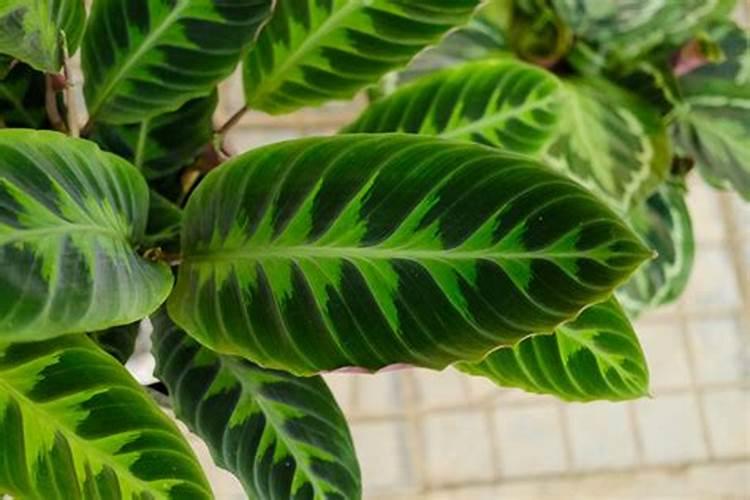 竹芋施什么肥最好