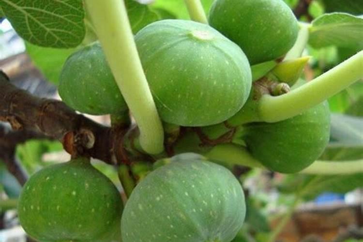 无花果最好的肥料是什么
