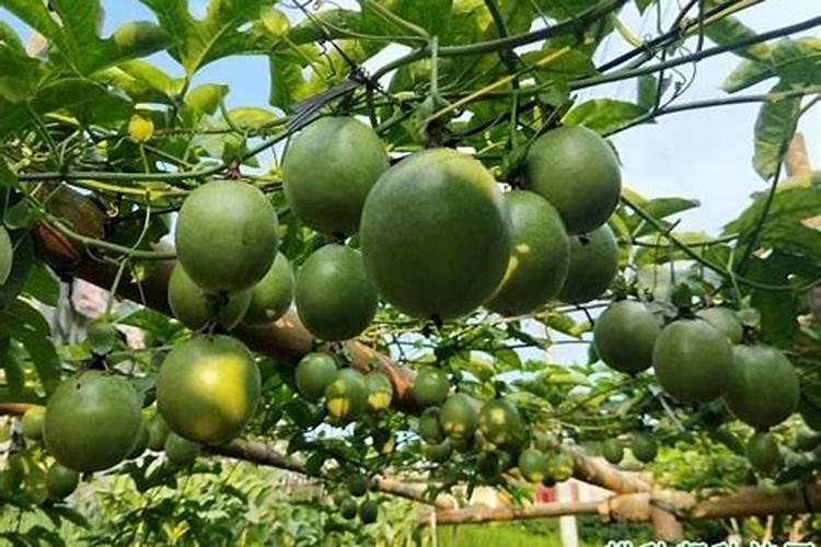 百香果正确施肥方法