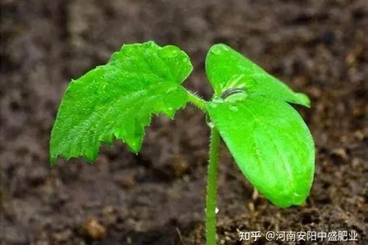 黄瓜什么时候用高钾肥料 怎么施肥提高产量