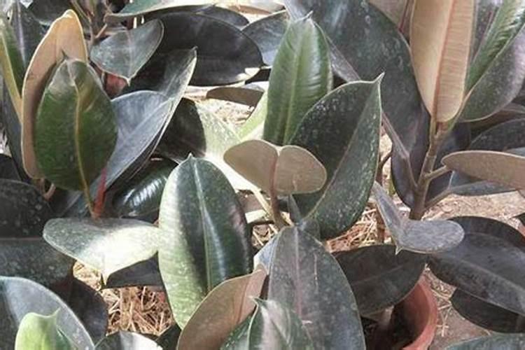 盆栽橡皮树怎么养,浇水适宜巧追肥