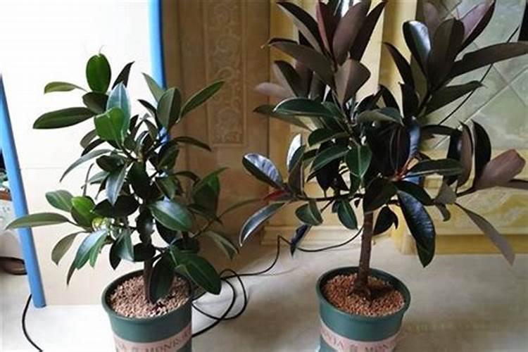 橡皮树室内养殖方法 室内养橡皮树要点