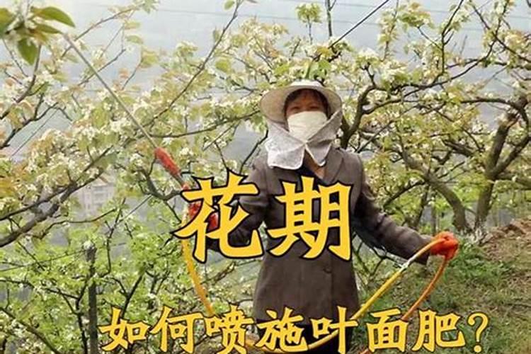 家养桔子树施什么肥料,腐熟的有机肥配叶面肥