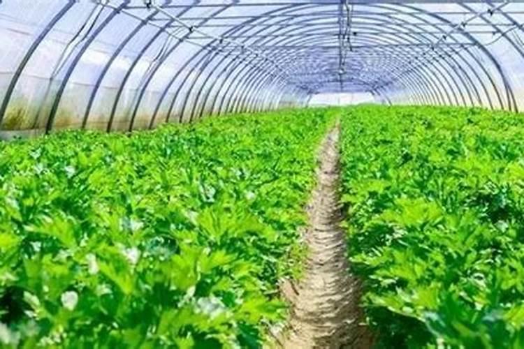 冲大棚油桃的水容肥能冲芹菜吗？