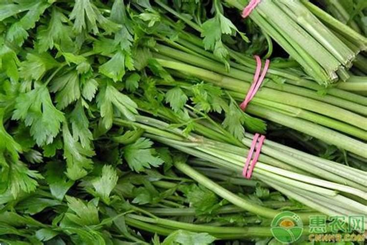 芹菜能不能用氯化钾肥料 怎么施肥效果好