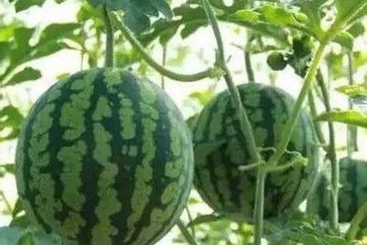 露天西瓜施肥时间段 使用要点有哪些