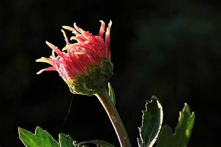 菊花现花蕾施什么肥菊花现花蕾施什么肥？