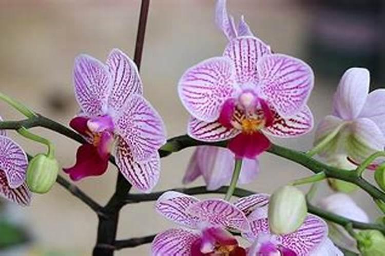 蝴蝶兰可施氮肥吗