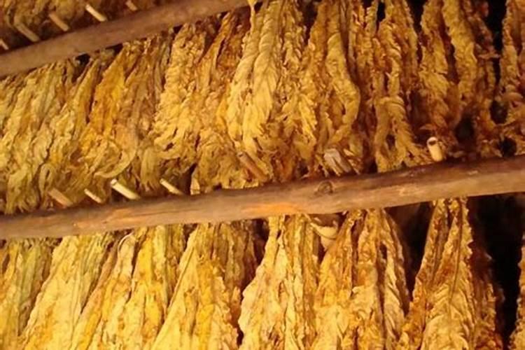 烤烟落黄钾元素的作用