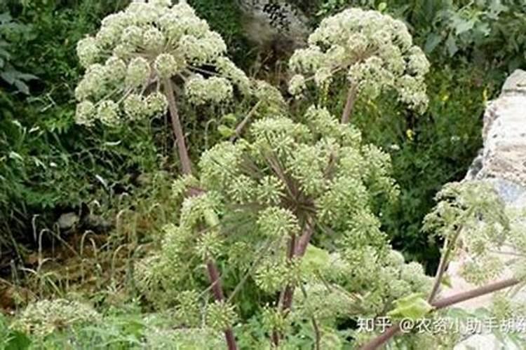 红掌适合什么肥料