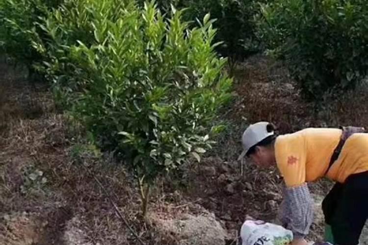 江西星火菌业科技发展有限责任公司怎么样？