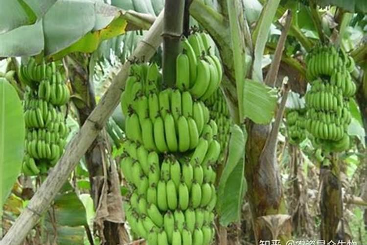 香蕉用什么肥料好
