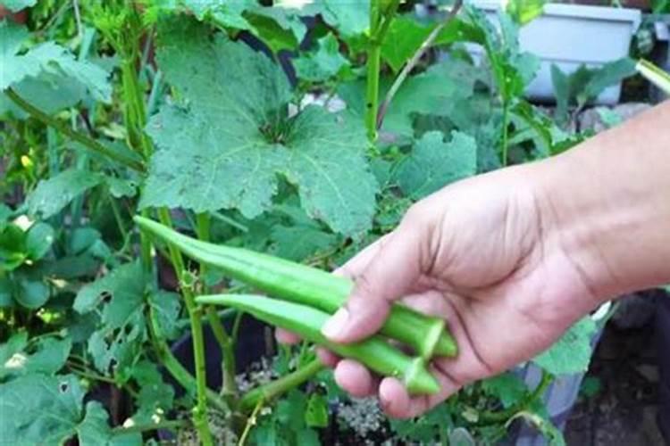 秋天娃娃菜种植的管理技术 娃娃菜养殖方法