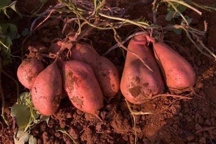 红薯打磷酸二氢钾最佳时间