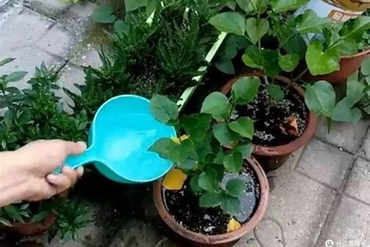 阳台种植花草用什么肥料好？