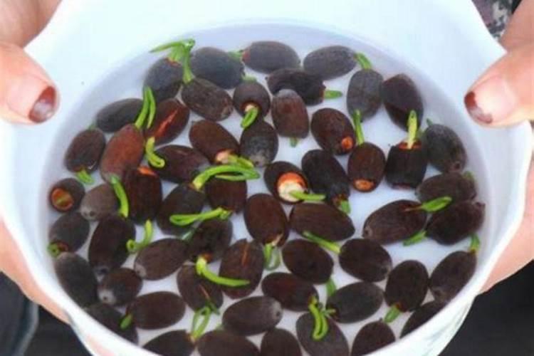 碗莲荷花怎么养