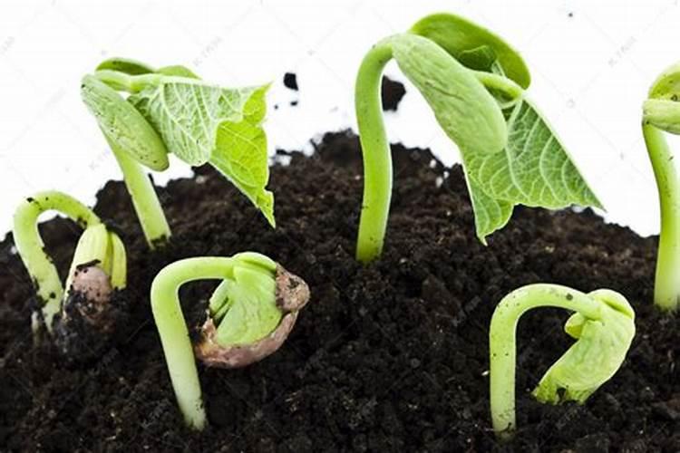 大豆叶面肥用水量多少