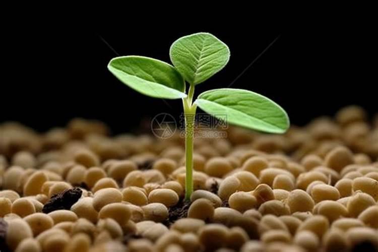 黄豆发酵后是磷钾肥吗