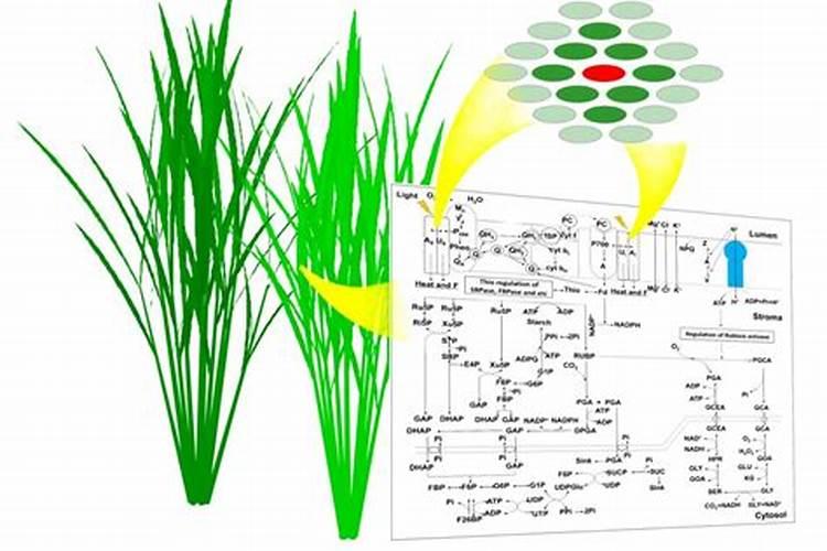 葡萄树叶面肥有哪些？不同时期叶面肥的运用？
