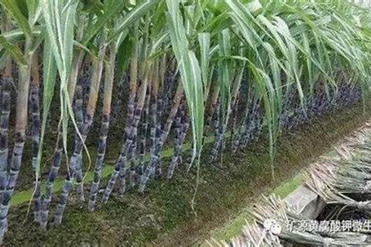 微生物菌剂叶面肥用在甘蔗上可以吗