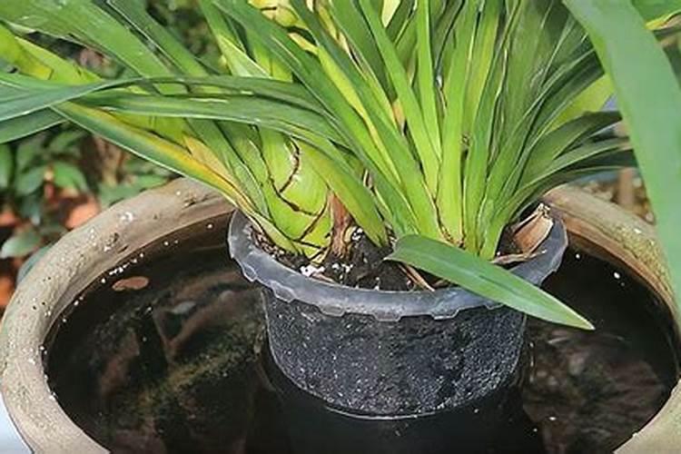 兰花什么时候施氮磷钾？