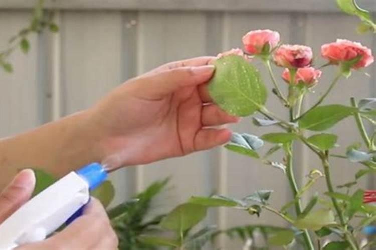 磷酸二氢钾浇月季花使用方法