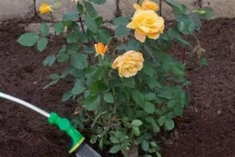 月季花养护方法和注意事项