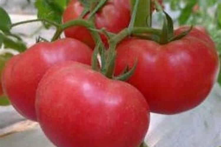 花生使花期用芸苔素加磷酸二氢钾叶喷可以吗。