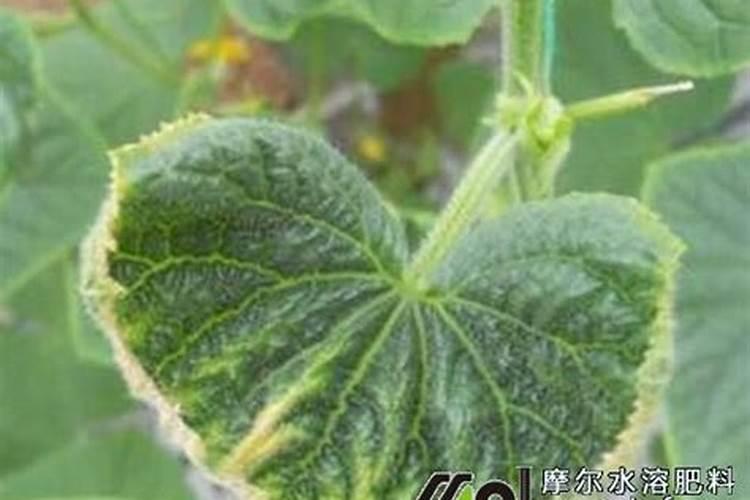 黄瓜用钾肥多了会怎样？