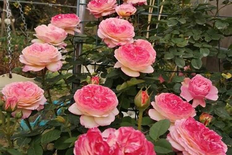 怎么让月季爆笋