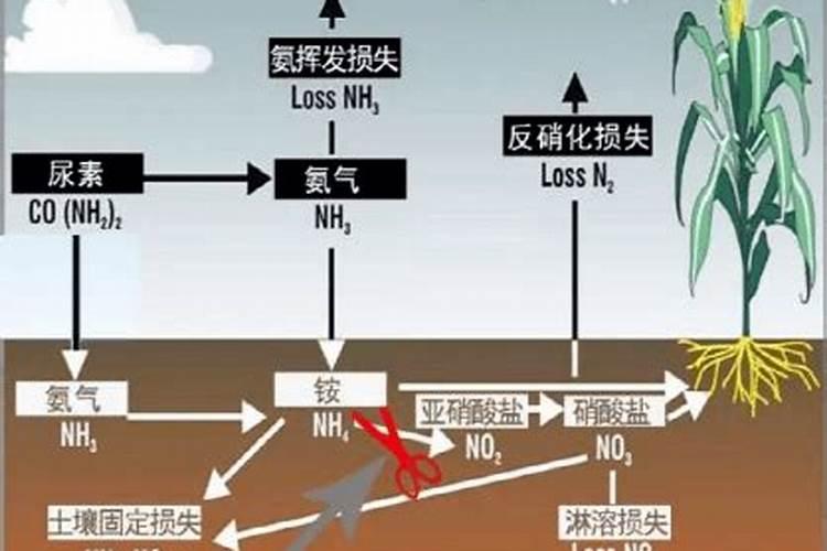 氮肥可以兑水浇花吗