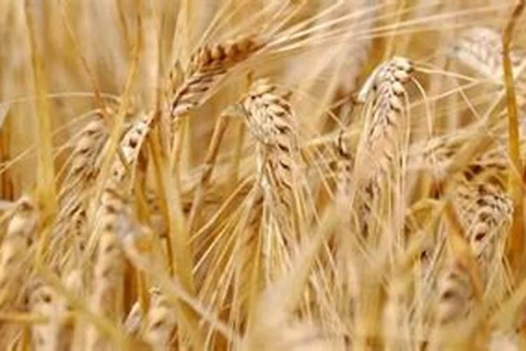 小麦三遍药什么时间打