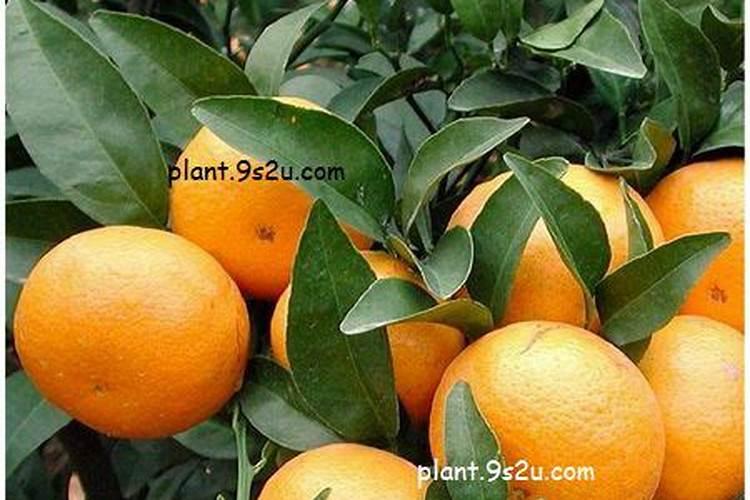 茂谷柑为什么后期落果