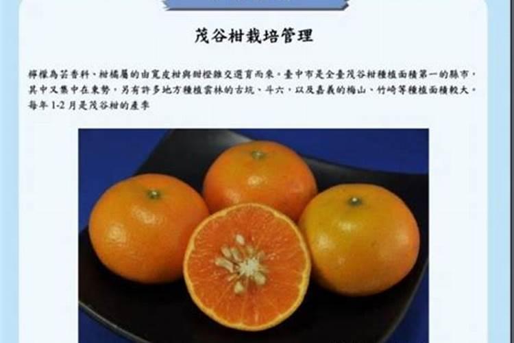 茂谷柑为什么后期落果