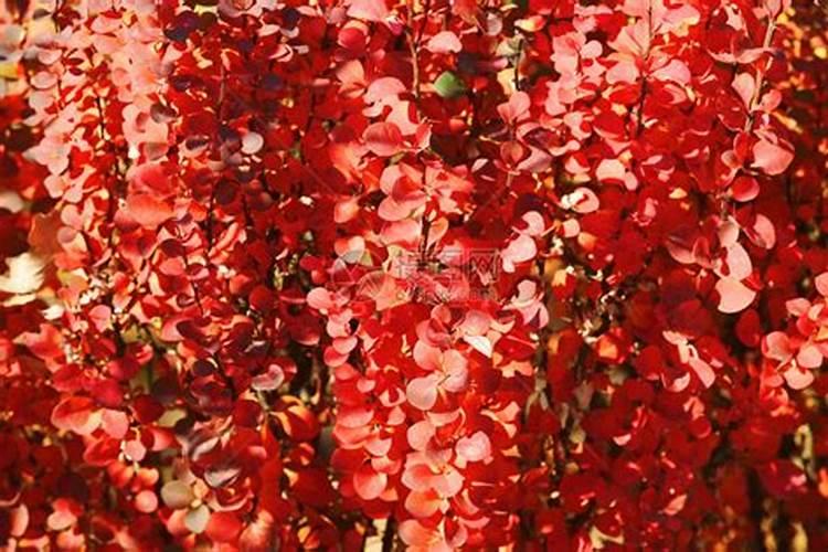 打什么叶面肥能使晚熟桃成熟的早,我的雪桃成熟太晚了,而且着色也晚,我...