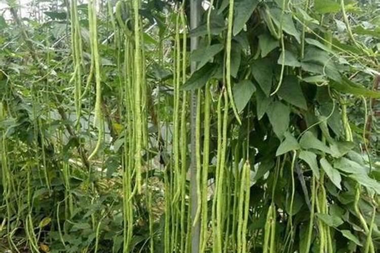 银法利和露娜森的区别