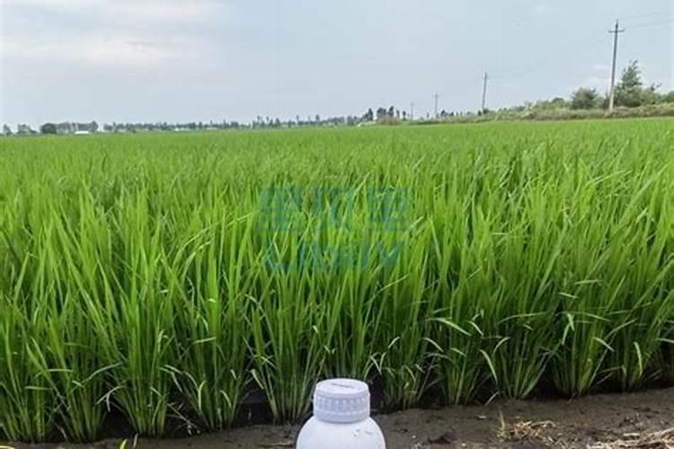 盐碱地种水稻用硅肥好吗