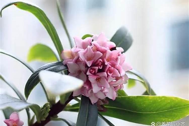 瑞香开花时需要施肥吗