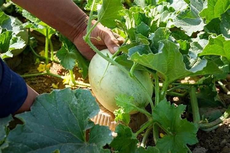 哈密瓜吃起来有苦味是怎么回事